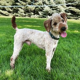 Chad - Poodle