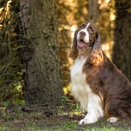English Springer Spaniels from Country Pride Springers