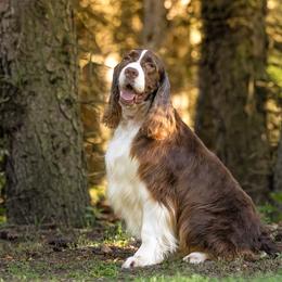 English Springer Spaniels from Country Pride Springers