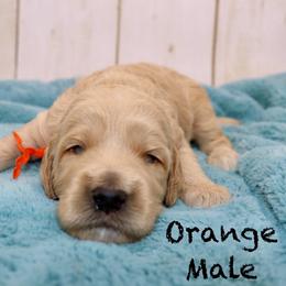 Orange - Apricot male Goldendoodle puppy in Maryville, Tennessee from Twin City Doodles
