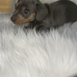 Girl 2 - Gray (blue) and tan female Dachshund puppy in Stilwell, Oklahoma from Stilwell’s Dachshunds