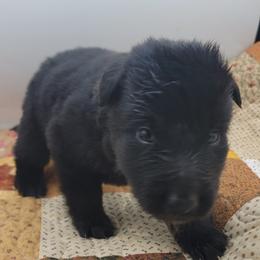 Boy 1 - Black male Belgian Sheepdog puppy in Green Bluff, Washington from Clawson Belgians