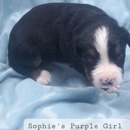Purple Girl - Bernese Mountain Dog puppy from Bernese Mountain Dogs of Pony Trail Farm
