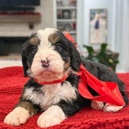 Holly - Tri-color female Bernedoodle puppy in Kilgore, Texas from Furry Tail Doodles