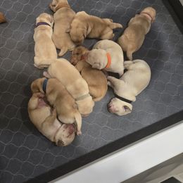 Labrador Retriever Puppies from Ruby Rose Labradors