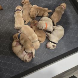 Labrador Retriever Puppies from Ruby Rose Labradors