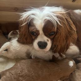 Deja - Cavalier King Charles Spaniel