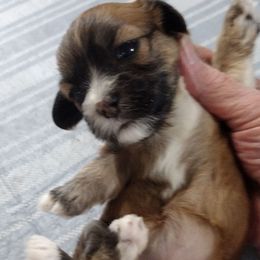 Rosie, aka Hadley - Red sable female Havanese puppy in Cleveland, Texas from 7th Heaven Havanese of Texas