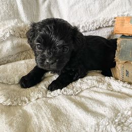 Girl 1 - female Cavapoo puppy in Marquand, Missouri from Perfectly Playful Doodles