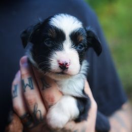 Alice - Black tri female Miniature American Shepherd puppy in Battle Ground, Washington from Casita Miniature American Shepherds