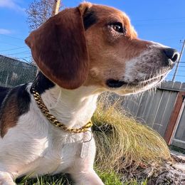 Beagle Puppies from Jennifer Knapp's Beagles