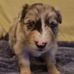 Sunny - Blue merle male Australian Shepherd puppy in Lubbock, Texas from Barn Raised Aussies