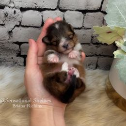 Peanut- Extra toy size Male - Sable & white male Toy Shetland Sheepdog puppy in Lindon, Utah from Sensational Shelties