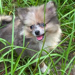 Little Merle-y Girly - Chocolate merle female Pomeranian puppy in Inverness, Florida from Pompadorable Poms