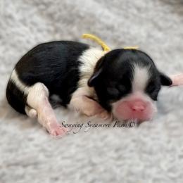 Black and White Female - Yellow Collar - Black and white female Shih Tzu puppy in Crawfordsville, Indiana from Swaying Sycamore Farm