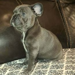Sapphire - Blue female French Bulldog puppy in Graham, Washington from Kristy's French Bulldogs & Mini Schnauzers