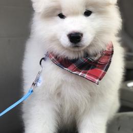 Samoyed Puppies from Morning Star Samoyeds