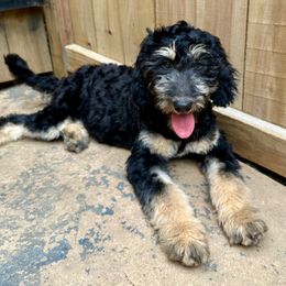 Juliet - Phantom Goldendoodle puppy in Jonesboro, Arkansas from N. E. Arkansas Goldens and Doodles