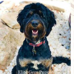 Luci - Bernedoodle
