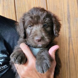 Willie - Red male Bordoodle puppy in Fredericktown, Ohio from Brisby Bordoodles