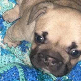French Bulldogs from Kingdom Cubz Kennel