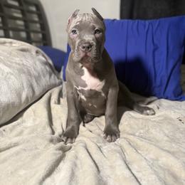 American Bully Puppies from M&M XL Bully Kennel