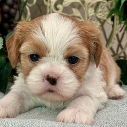 William - Blenheim male Cavatzu puppy in Oklahoma from Rocky Oak Cavaliers & Biewer Terriers LLC