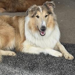 Lily - Collie