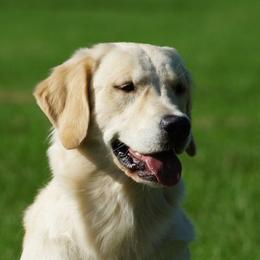 Golden Retriever adult dog