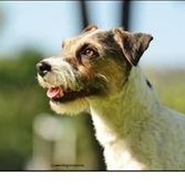 Diamond - Jack Russell Terrier