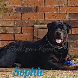 Sophie - Rottweiler