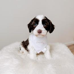 Liebe - Love litter - Chocolate male Australian Labradoodle puppy in Syracuse, Florida from The Doodle Cove