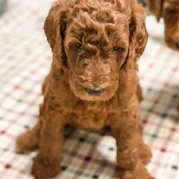 Goldendoodle Puppies from Bear Ridge Doodles