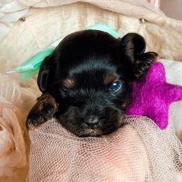 Zara Mars - Black and tan female Cavapoo puppy in Tucson, Arizona from Cavapoo Puppy Parade