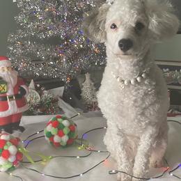 Aussiedoodle Puppies from Windbush