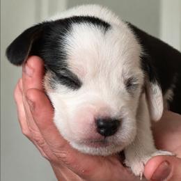Toto - White black and tan male Beagle puppy in Lake City, Florida from Sunkissed Beagles