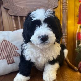 Girl 3 - Black and white female Bernedoodle puppy in Russiaville, Indiana from Pleasant Creek Minibernedoodles