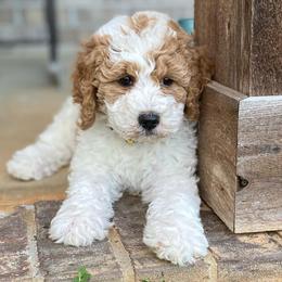 Goldendoodle Puppies from Cherry Lane Farm