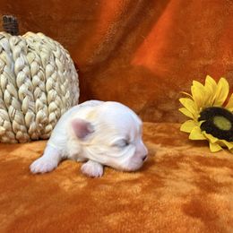 Sadie - White female Maltese puppy in Asheville, North Carolina from TCBs Glowing Maltese