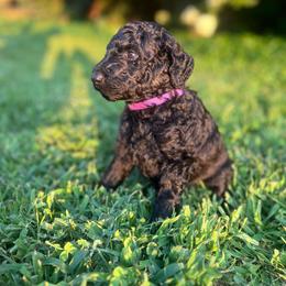Denali (purple collar) - Black male Poodle puppy in Batavia, Ohio from The Livezey Standard-CKCS and Standard Poodles