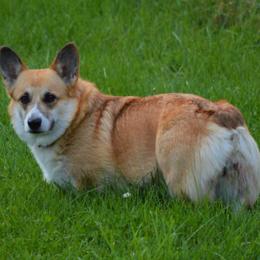 Kiki - Pembroke Welsh Corgi