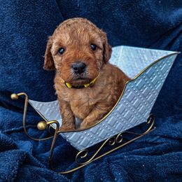 Yellow Collar - Red  male Goldendoodle puppy in Archbold, Ohio from Wurster's Mini Wee Doodles