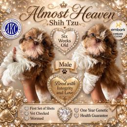 Red and white - Red and white male Shih Tzu puppy in Dallas, Texas from Almost Heaven Shih Tzu