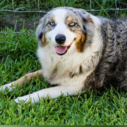 Cheyanne - Australian Shepherd