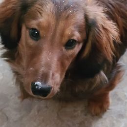 Dachshunds from Jersey's Blue Moon Doxies