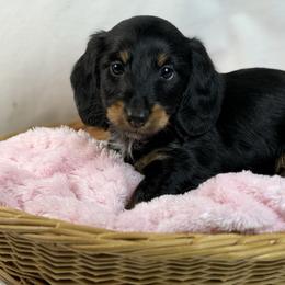 Female 2150 - Black and tan female Dachshund puppy in Nashville, Arkansas from Whisenhunt Farms