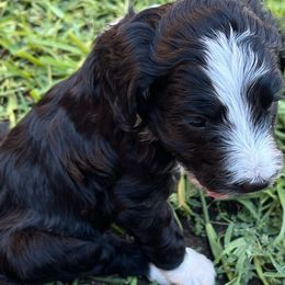 Raven - Aussiedoodle puppy from MacDoodle K9