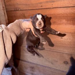 Girl 2 - Brown and white female Siberian Husky puppy in Iron River, Wisconsin from Wiemeri Siberians