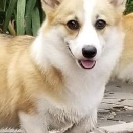 Pembroke Welsh Corgis from Halverfox Corgis