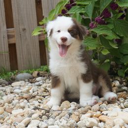 Miniature American Shepherd Puppies from Gemstone Minis